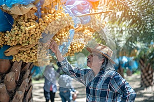 Asian farmer carefully checking a bunch of bright yellow ripe Dates palm fruits in farm, Date palm fruits, agriculturalist photo