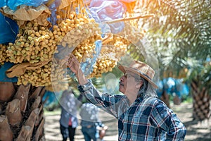 Asian farmer carefully checking a bunch of bright yellow ripe Dates palm fruits in farm, Date palm fruits, agriculturalist