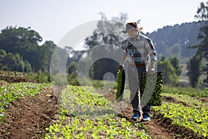 Asian farmer is carrying tray of young vegetable salad seedling to plant in mulching film for growing organics plant during spring