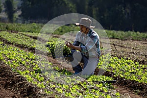 Asian farmer is carrying tray of young vegetable salad seedling to plant in mulching film for growing organics plant during spring photo