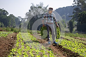 Asian farmer is carrying tray of young vegetable salad seedling to plant in the soil for growing organics plant during spring