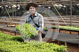 Asian farmer is carrying tray of young vegetable salad seedling to plant in the soil for growing organics plant during spring photo