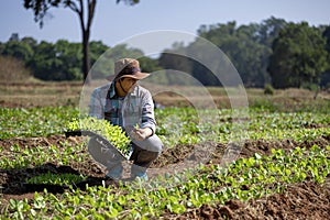 Asian farmer is carrying tray of young vegetable salad seedling to plant in the soil for growing organics plant during spring photo