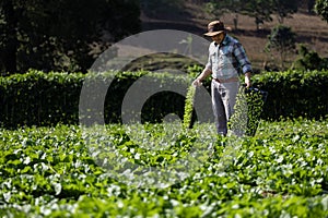 Asian farmer is carrying tray of young vegetable salad seedling to plant in the soil for growing organics plant during spring photo