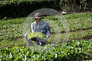 Asian farmer is carrying tray of young vegetable salad seedling to plant in the soil for growing organics plant during spring photo