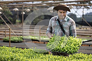 Asian farmer is carrying tray of young vegetable salad seedling to plant in the soil for growing organics plant during spring photo