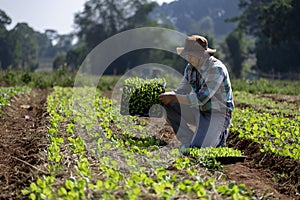 Asian farmer is carrying tray of young vegetable salad seedling to plant in the soil for growing organics plant during spring photo