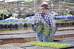 Asian farmer is carrying tray of young vegetable salad seedling to plant in the soil for growing organics plant during spring photo