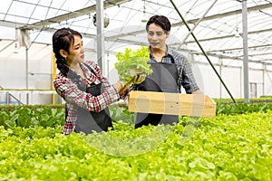 Asian farmer couple work in hydroponic vegetable greenhouse farm with happiness and joyful in row of plants background