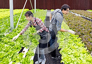 Asian farmer couple work in hydroponic vegetable greenhouse farm with happiness and joyful in row of plants background