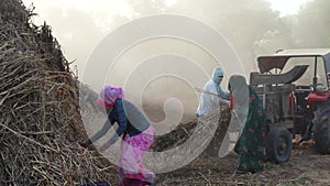 Asian farmer cutting millet crop by thresher machine, After harvesting dry fodder using for pet animals