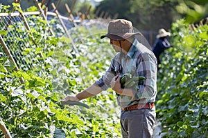 Asian farmer is freshly harvest healthy cucumber or zucchini from the vegetable organics farm approach for local gardener and photo