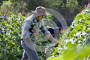 Asian farmer is freshly harvest healthy cucumber or zucchini from the vegetable organics farm approach for local gardener and photo