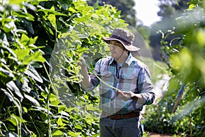 Asian farmer is freshly harvest healthy long bean from the vegetable organics farm approach for local gardener and homegrown photo