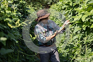 Asian farmer is freshly harvest healthy long bean from the vegetable organics farm approach for local gardener and homegrown photo