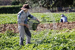 Asian farmer is freshly harvest healthy salad lettuce from the vegetable organics farm approach for local gardener and homegrown photo