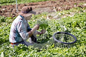 Asian farmer is freshly harvest healthy salad lettuce from the vegetable organics farm approach for local gardener and homegrown photo