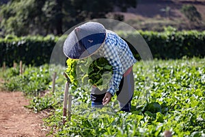 Asian farmer is freshly harvest healthy salad lettuce from the vegetable organics farm approach for local gardener and homegrown photo