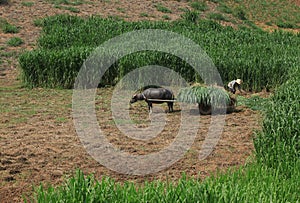 Asian farmer on the green grass field