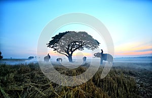 Asian farmer are harvest in the rice field with elephant,farmer rice in field sunrise sky background.