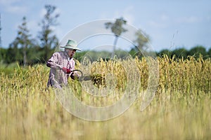 Asian farmer harvesting rice
