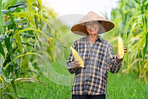 Asian farmer harvesting sweetcorn during and show the perfect corn result the agricultural season at corn field