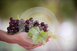 Asian farmer hold a bunch of fresh grapes