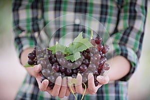 Asian farmer hold a bunch of fresh grapes