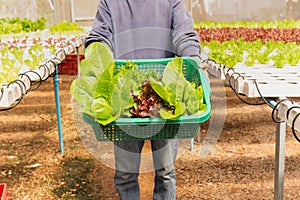 Asian farmer holding basket of fresh organic vegetables on hydroponic farm.