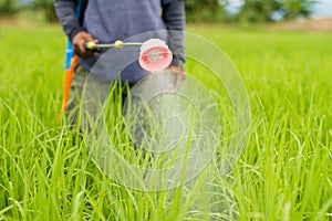 Asian farmer holding a Sprayer and spraying organic fertilizer or Insecticide to protect crop plant from insect