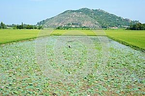 Asian farmer, lotus pond, Mekong Delta