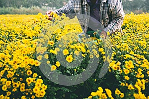 Asian farmer man harvest yellow flower bloom in farm Thailand