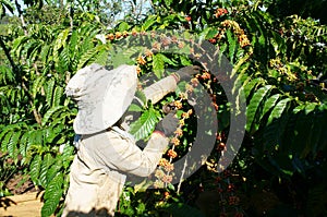 Asian farmer pick coffee bean