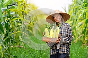 Asian farmer smiling and holding a crate filled with sweetcorn standing in corn field. Agriculture
