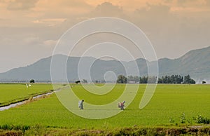 Asian farmer spraying pesticide in paddy field