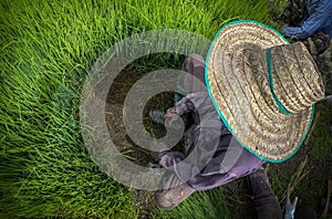 Asian farmer with traditional straw hat during rice transplanting in paddy field