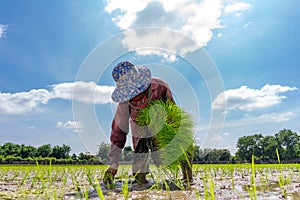 Asian farmer is transplant rice seedlings in paddy rice field with tired exhaustion