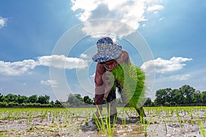 Asian farmer is transplant rice seedlings in paddy rice field with tired exhaustion
