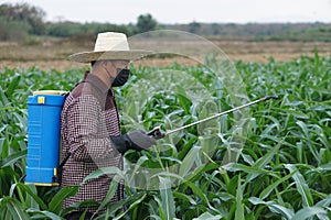 Asian farmer uses herbicides, insecticides chemical spray to get rid of weeds and insects or plant disease in the corn fields.