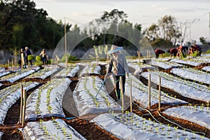 Asian farmer is using hose to watering young vegetable seedling in mulching film field for growing organics plant during spring