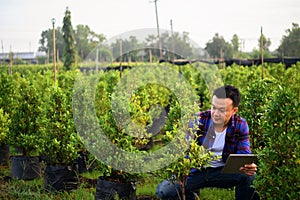 Asian farmer using tablet computer in wheat crop field, concept of modern smart farming by using electronics, technology and