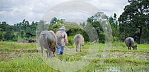 Asian farmer with water buffaloes