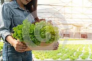 Asian farmer woman holding Wooden box filled with salad vegetables in hydroponic farm system in greenhouse. Concept of Organic