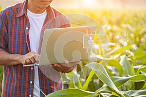 Asian farmer working in the corn field, Man using laptop to examining or analyze young corn crop after planting. Technology for