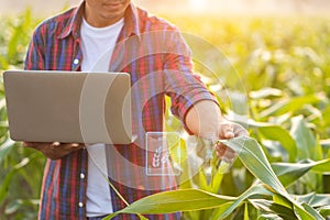 Asian farmer working in the corn field, Man using laptop to examining or analyze young corn crop after planting. Technology for