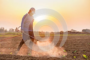 Asian farmer working in the field and spraying chemical or fertilizer to young tobacco tree