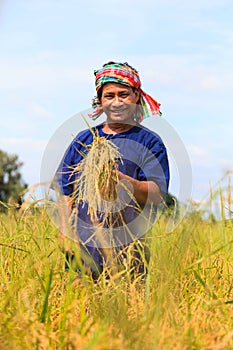 Asian farmer working in the rice field