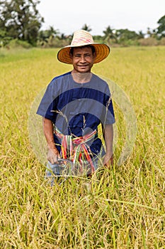 Asian farmer working in the rice field