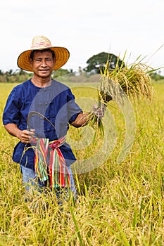 Asian farmer working in the rice field