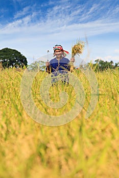 Asian farmer working in the rice field